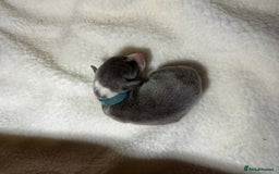 Whippet dogs for sale: Pedigree Purebred Blue and Two Toned Whippets - Image 8