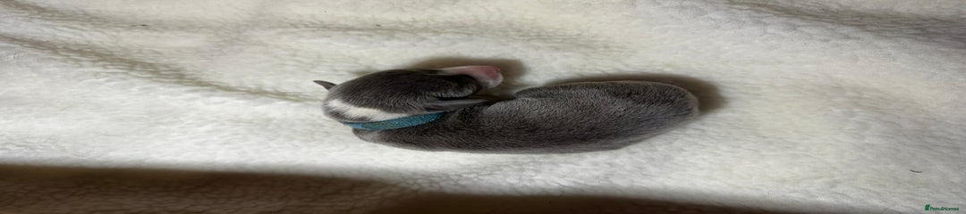 Whippet Puppy 2