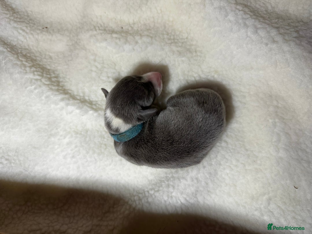 Whippet dogs for sale: Pedigree Purebred Blue and Two Toned Whippets - Image 8