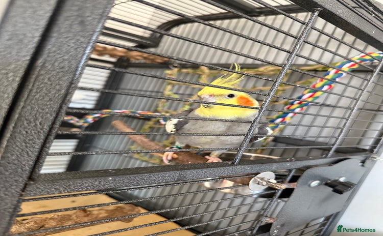 Cockatiels birds - Advert 1