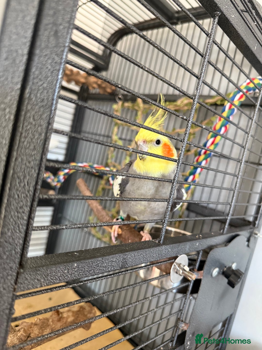 Cockatiels birds for sale: Tamed Male Cockatiel - Image 1