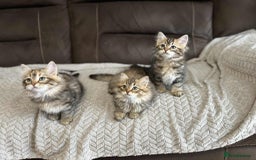 Siberian cats for sale: Purebred- Hypoallergenic Siberian Kittens - Image 8