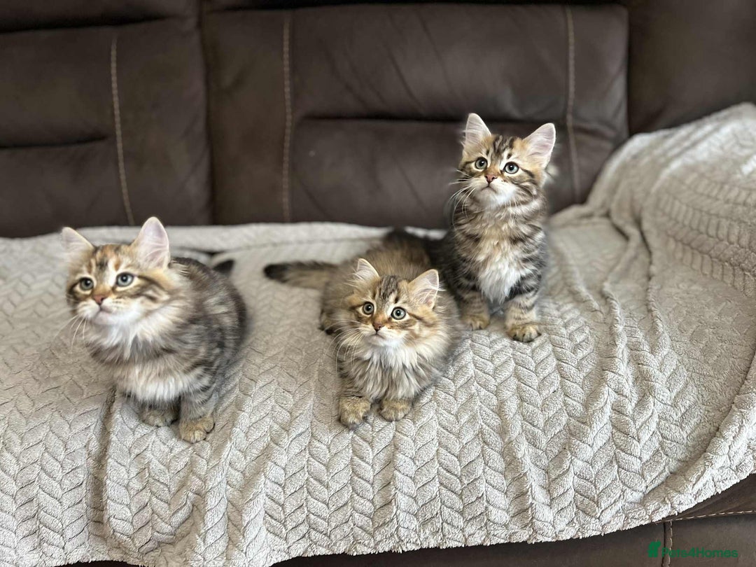 Siberian cats for sale: Purebred- Hypoallergenic Siberian Kittens - Image 8
