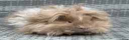 Guinea Pig rodents for sale: Purebred Lunkarya - Advert 1