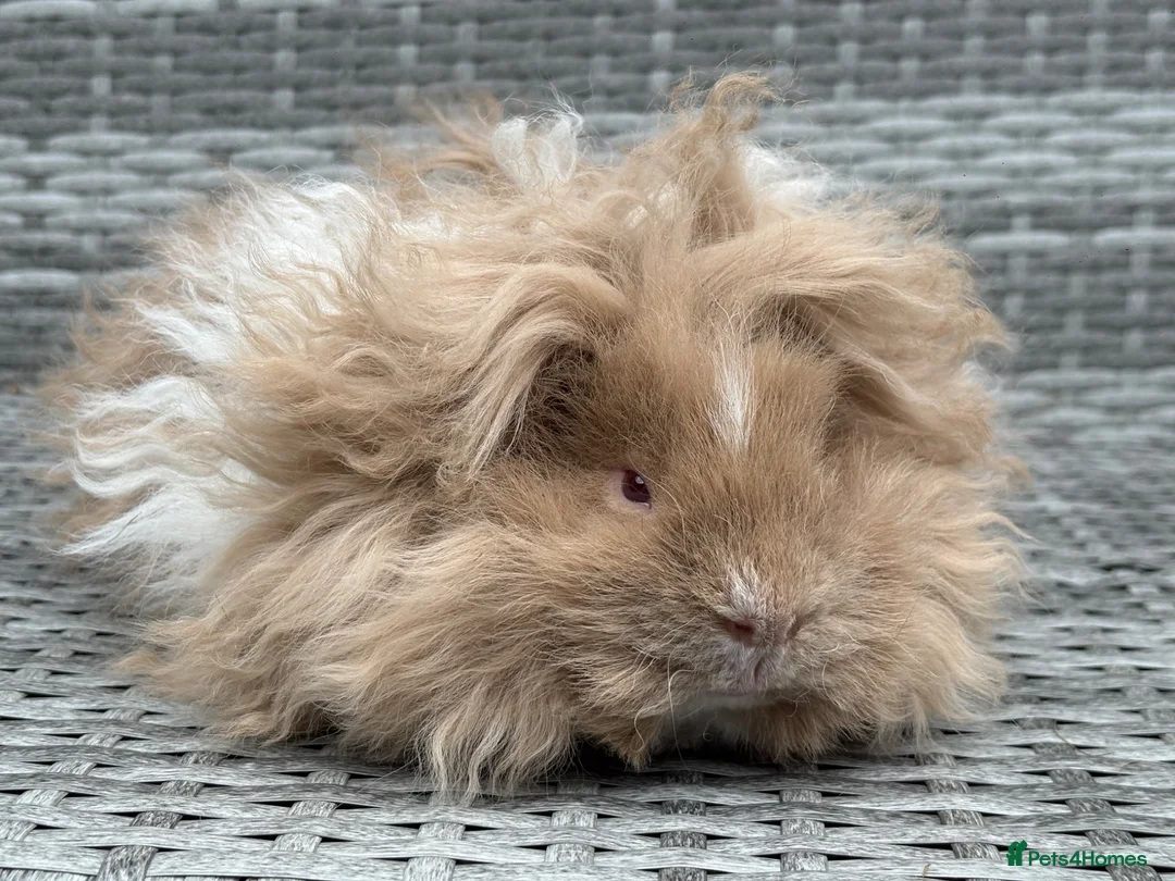 Guinea Pig rodents for sale: Purebred Lunkarya - Advert 1