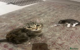Mixed Breed cats for sale: 3 gorgeous kittens available - Image 4