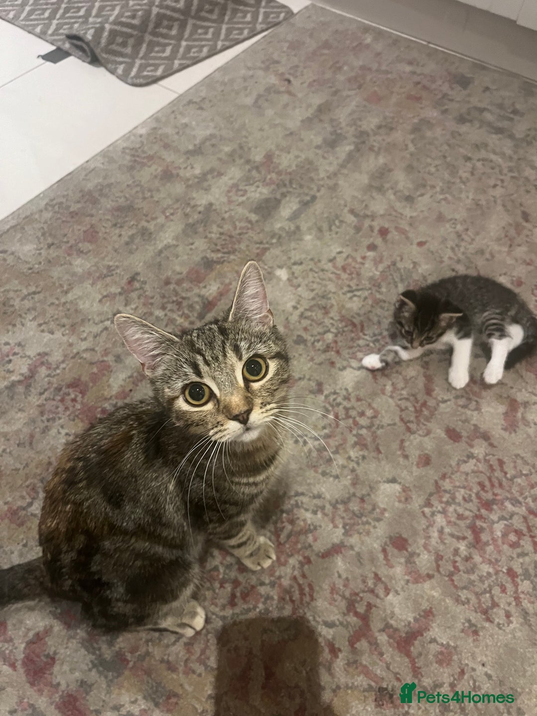 Mixed Breed cats for sale: 3 gorgeous kittens available - Image 4
