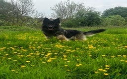 German Shepherd dogs for sale: German Shepherd pups - Image 13