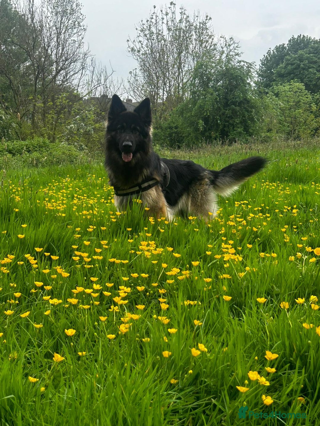 German Shepherd dogs for sale: German Shepherd pups - Image 13