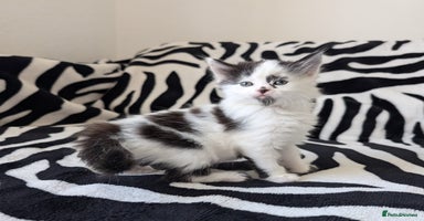 Mixed Breed cats - Advert 11