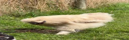 Chickens poultry for sale: CHICKENS FOR SALE – POINT OF LAY HENS & ROOSTERS in Ilfracombe - Advert 20