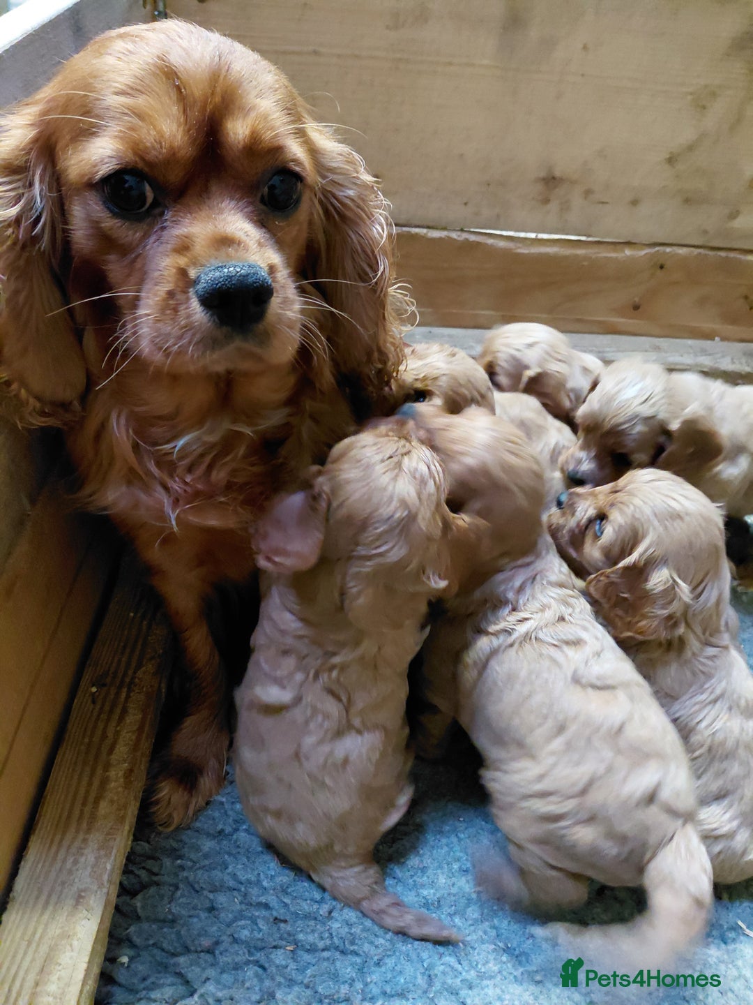 Cavapoo dogs for sale: Toy Red Cavapoos  - Advert 3