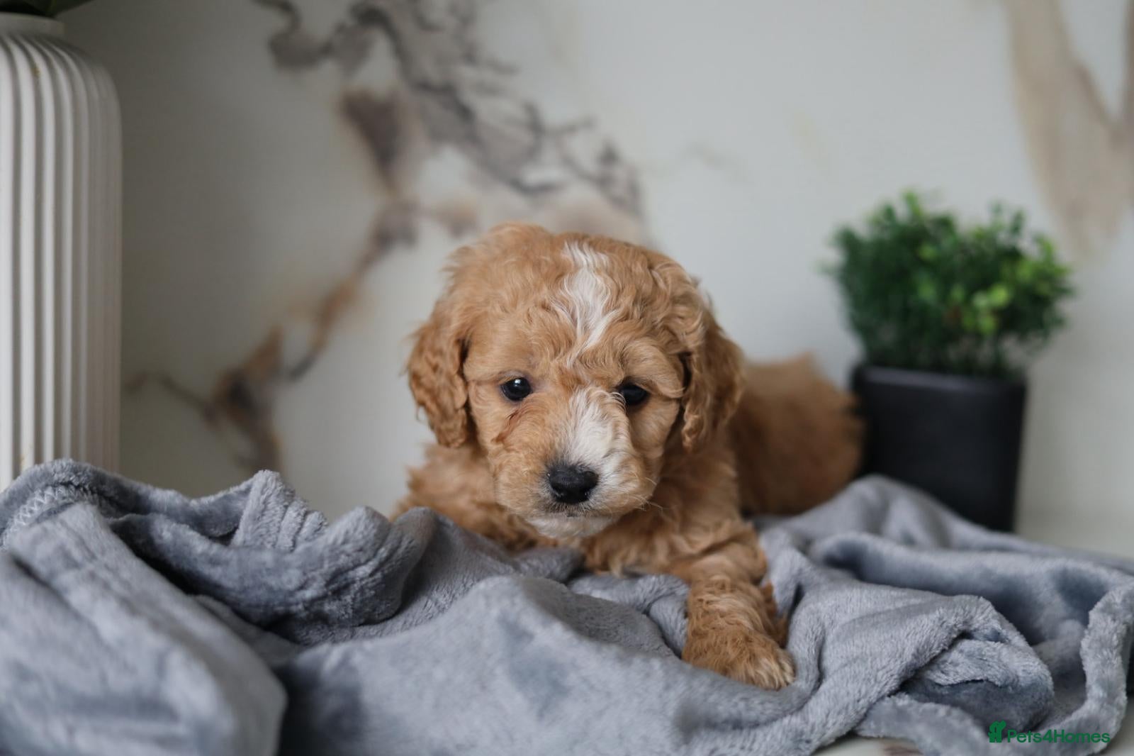 Cavapoo dogs F1 Cavapoos 🐾💕 LAST FEW BOYS - Advert 8