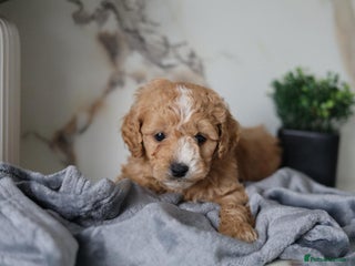 Cavapoo dogs F1 Cavapoos Ready 22nd December 🐾💕 LAST FEW - Advert 1