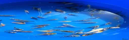 Koi Carp fish for sale: Koi for sale - Advert 6