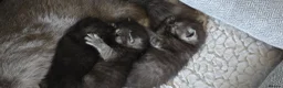 British Shorthair cats for sale: Beautiful British short hair kittens. - Advert 8