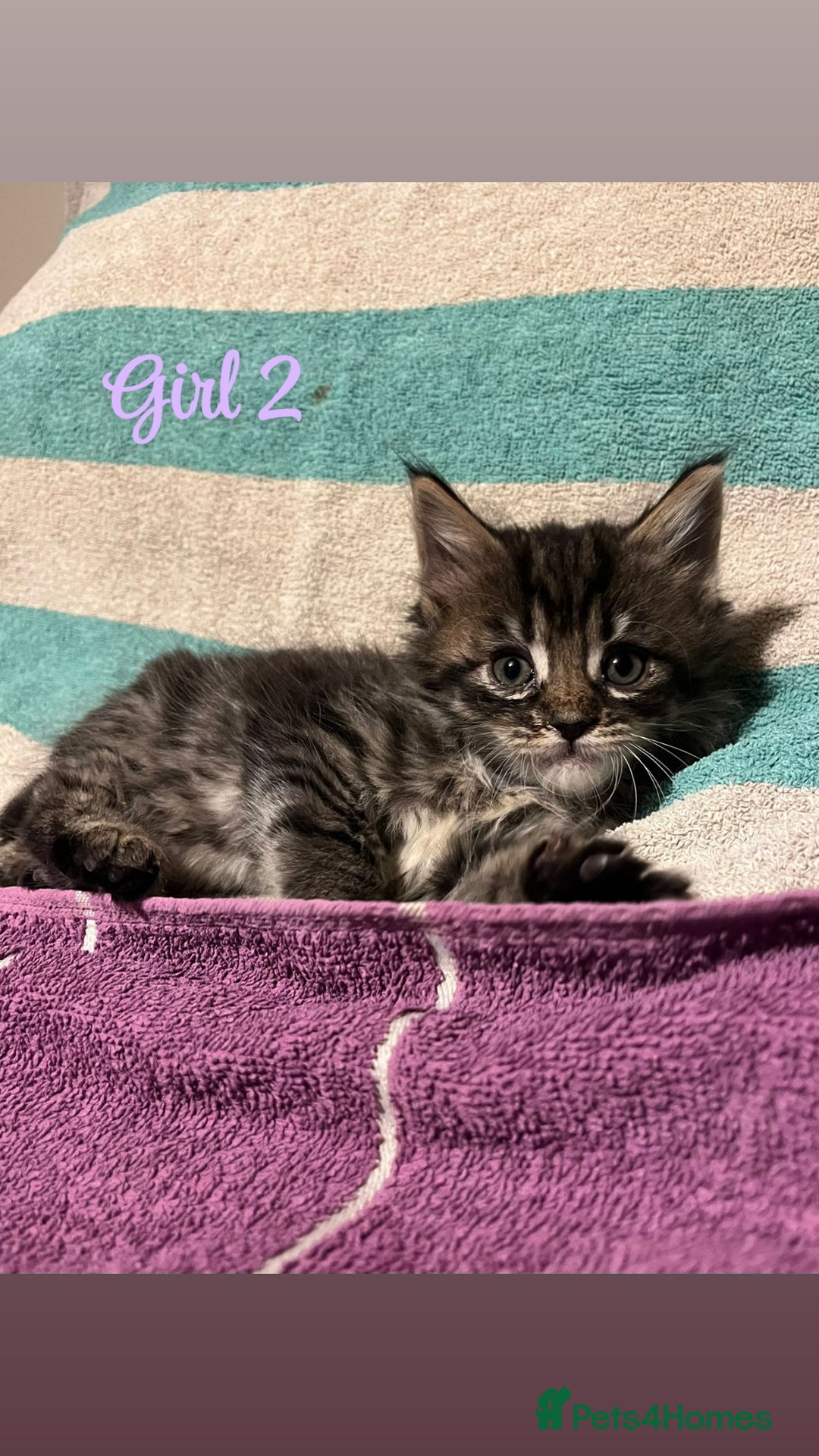 Mixed Breed cats for sale: MAINECOON X KITTENS FOR SALE 🩵🩷 - Advert 8