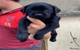 Labrador Retriever dogs for sale: Beautiful Labrador Puppies – 5 Girls & 3 Boys - Image 20