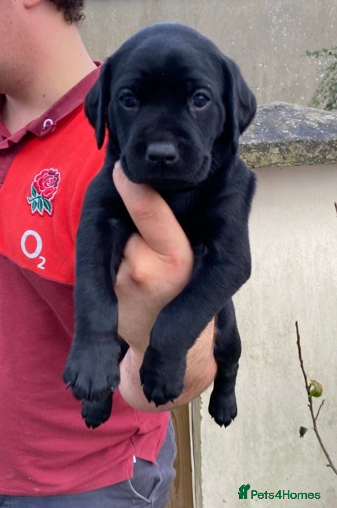 Labrador Retriever dogs for sale: Beautiful Labrador Puppies – 5 Girls & 3 Boys - Image 20