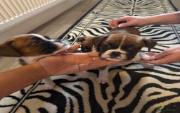 Boxer dogs for sale: Flashy boxer/red - natural bob tail/tail  - Image 4