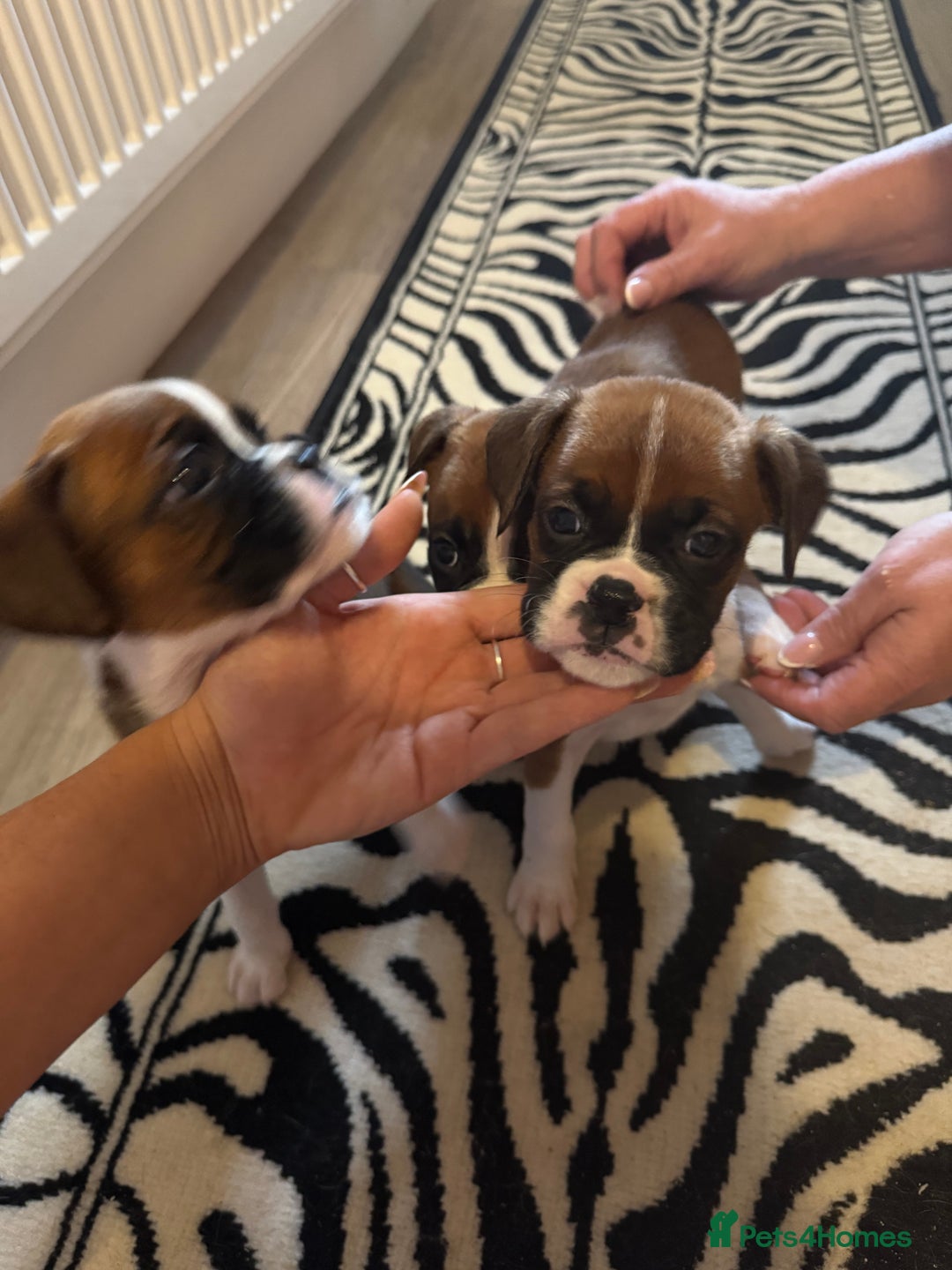 Boxer dogs for sale: Flashy boxer/red - natural bob tail/tail  - Image 4