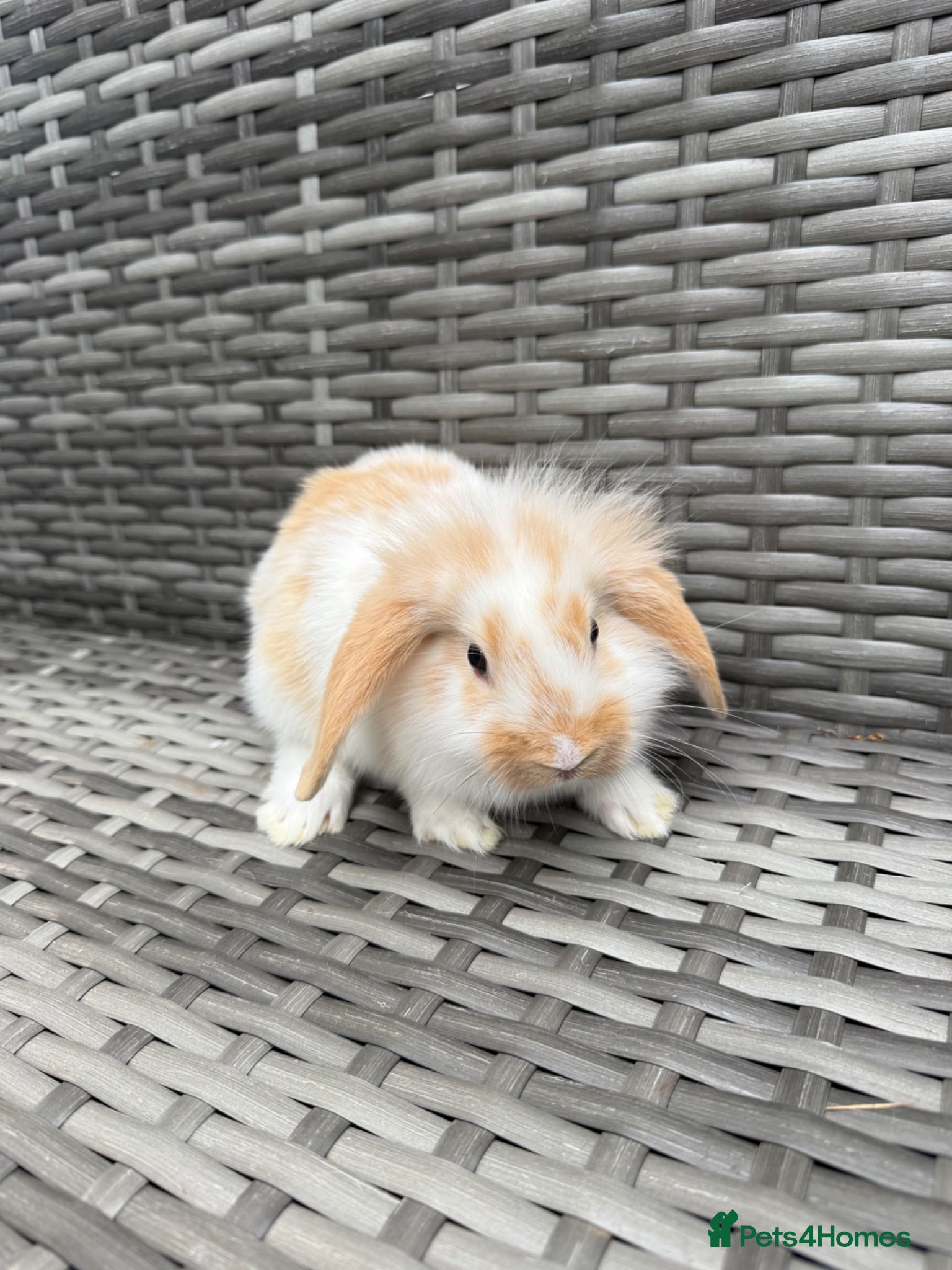 Mini Lop rabbits Adorable mini lop rabbits for sale ❤️ - Advert 2