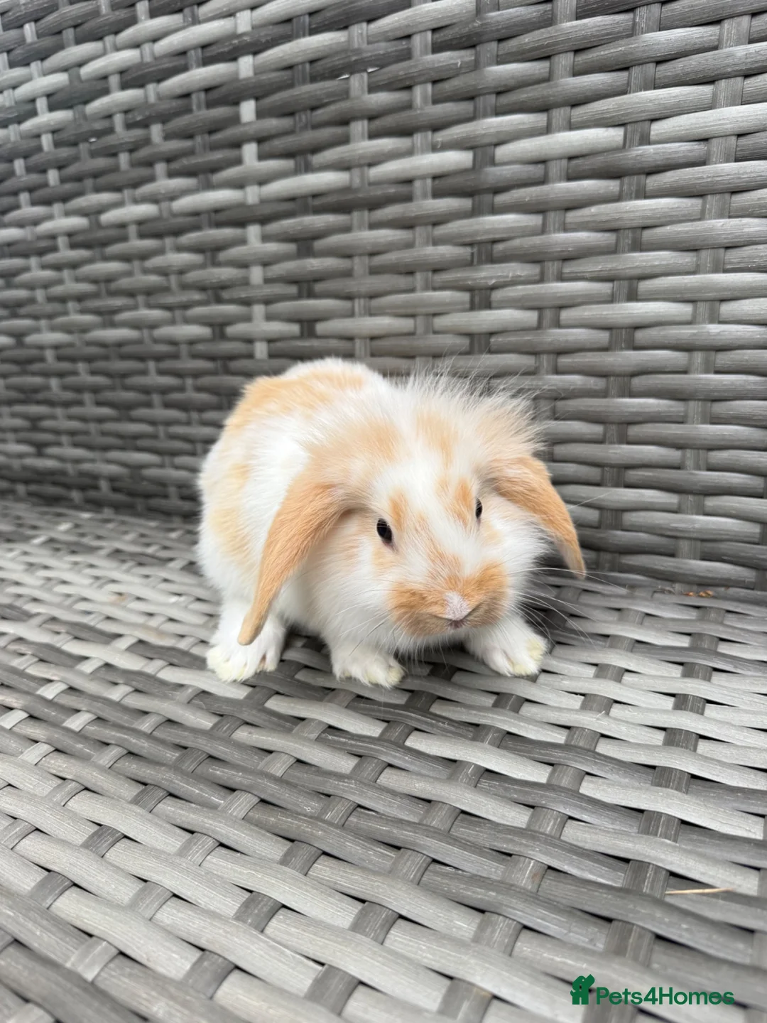 Mini Lop rabbits for sale: Adorable mini lop rabbits for sale ❤️ - Advert 2