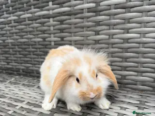 Mini Lop rabbits Adorable mini lop rabbits for sale ❤️ - Advert 2