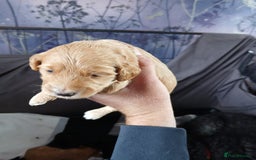 Cockapoo dogs for sale: Cockerpoos - Image 7