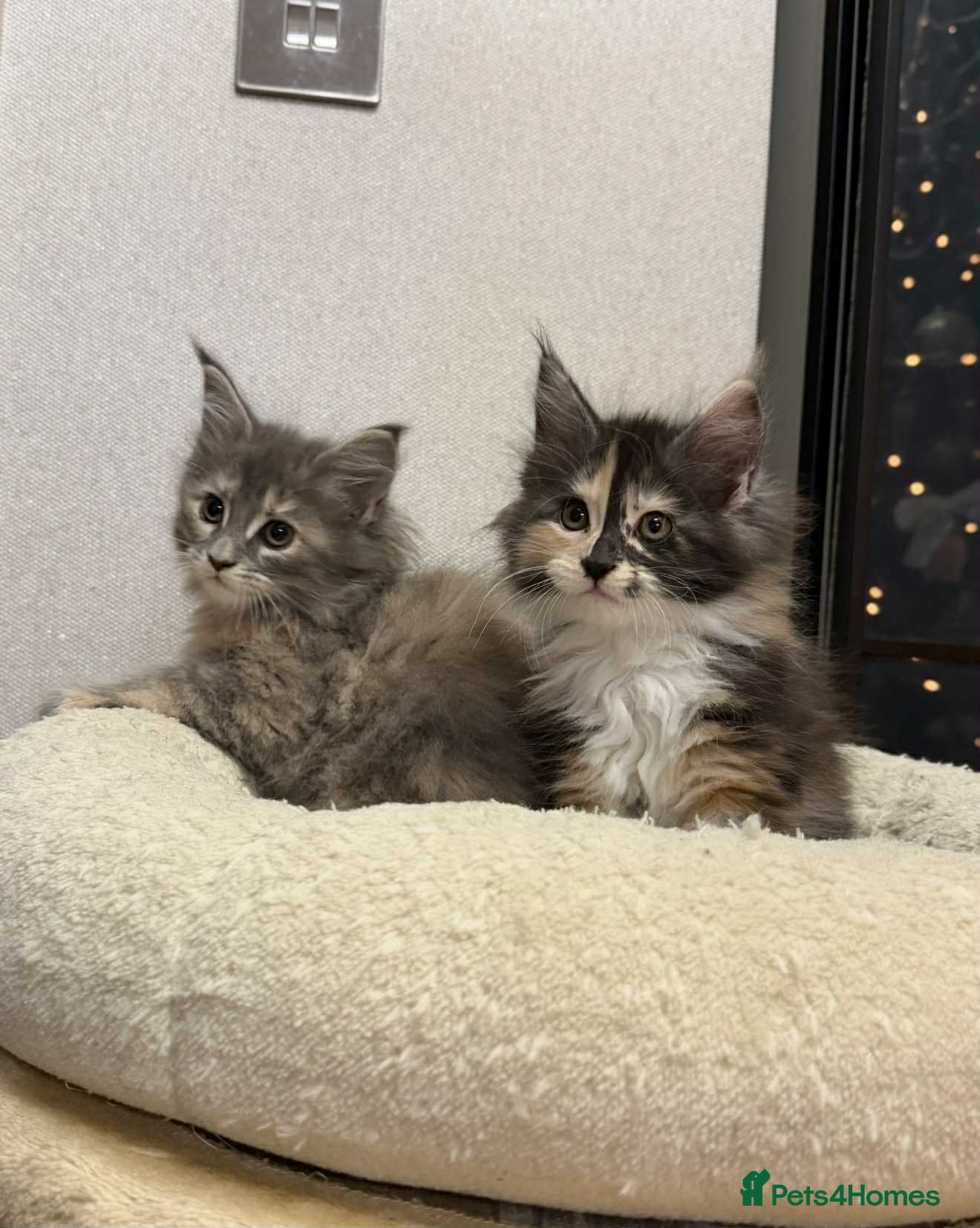 Maine Coon cats 🐱2 GIRLS MAINE COON KITTENS READY FOR NEW HOME🐱 - Advert 16