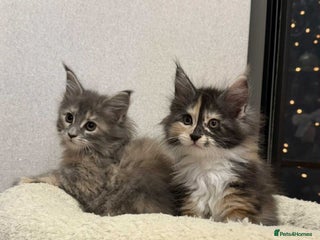 Maine Coon cats 🐱2 GIRLS MAINE COON KITTENS READY FOR NEW HOME🐱 - Advert 16