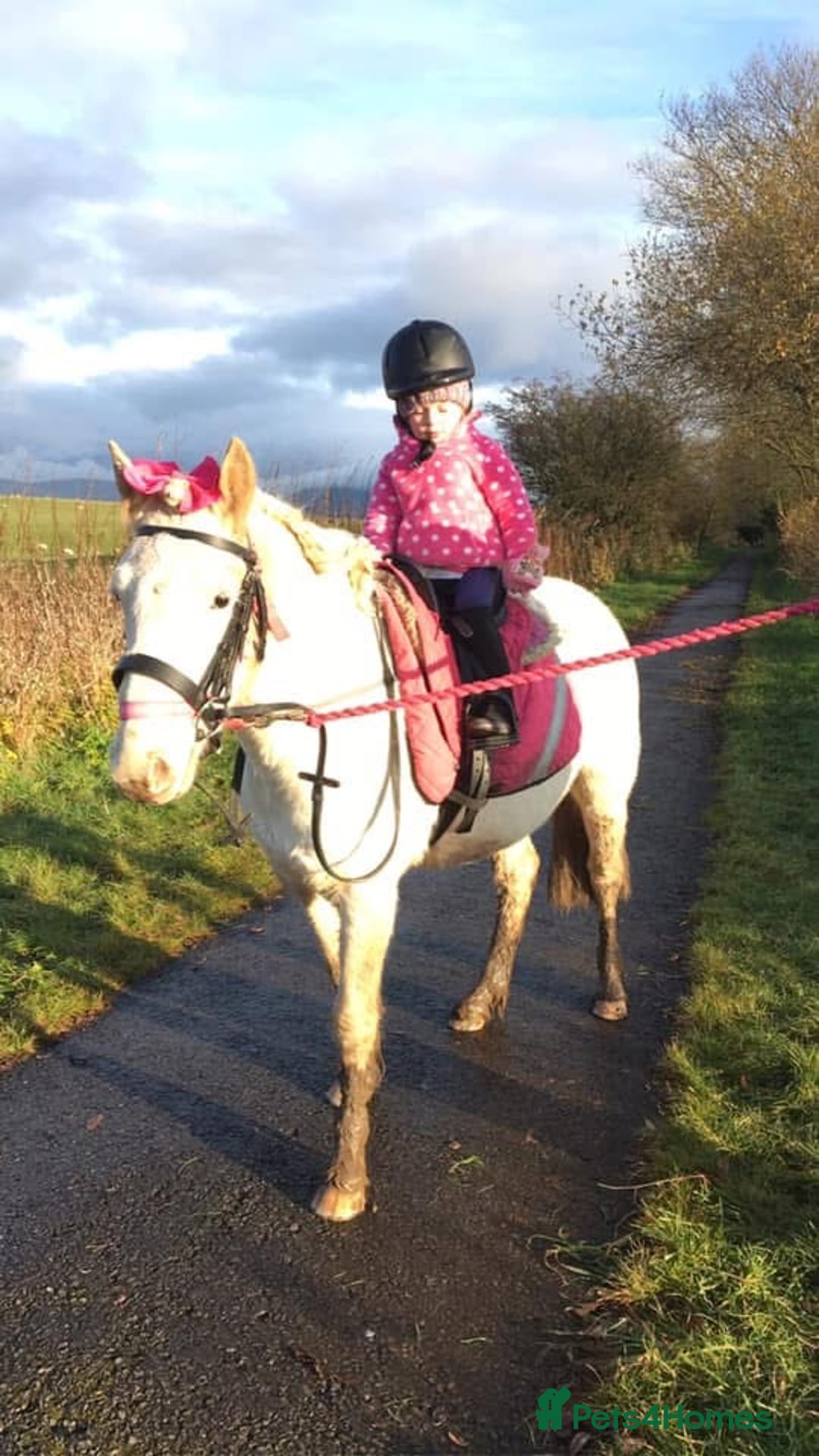 Riding pony horses for sale: For Sale Kids Lead Rein Pony! Safe and Bombproof - Advert 21