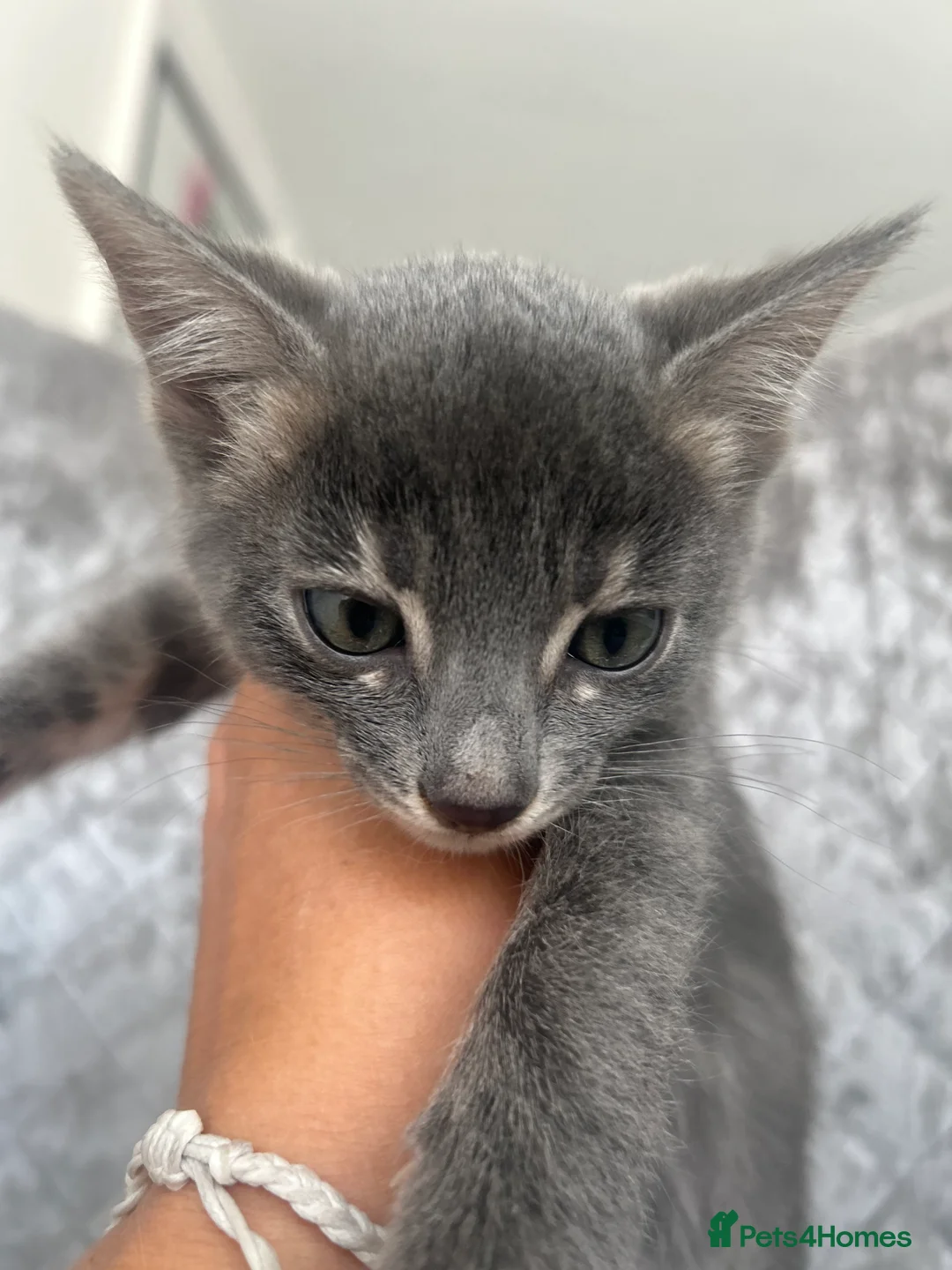 Bengal cats for sale: 💙Beautiful Blue Bengal Kittens - TICA Reg 💙 - Advert 23