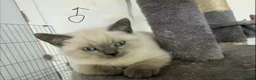 British Shorthair cats for sale: Stunning Pedigree Kittens | DNA Clear in Glasgow - Advert 3