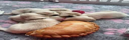 Golden Retriever dogs for sale: *NEW LITTER* GOLDEN PUPPIES! OPEN FOR RESERVATION! - Advert 7