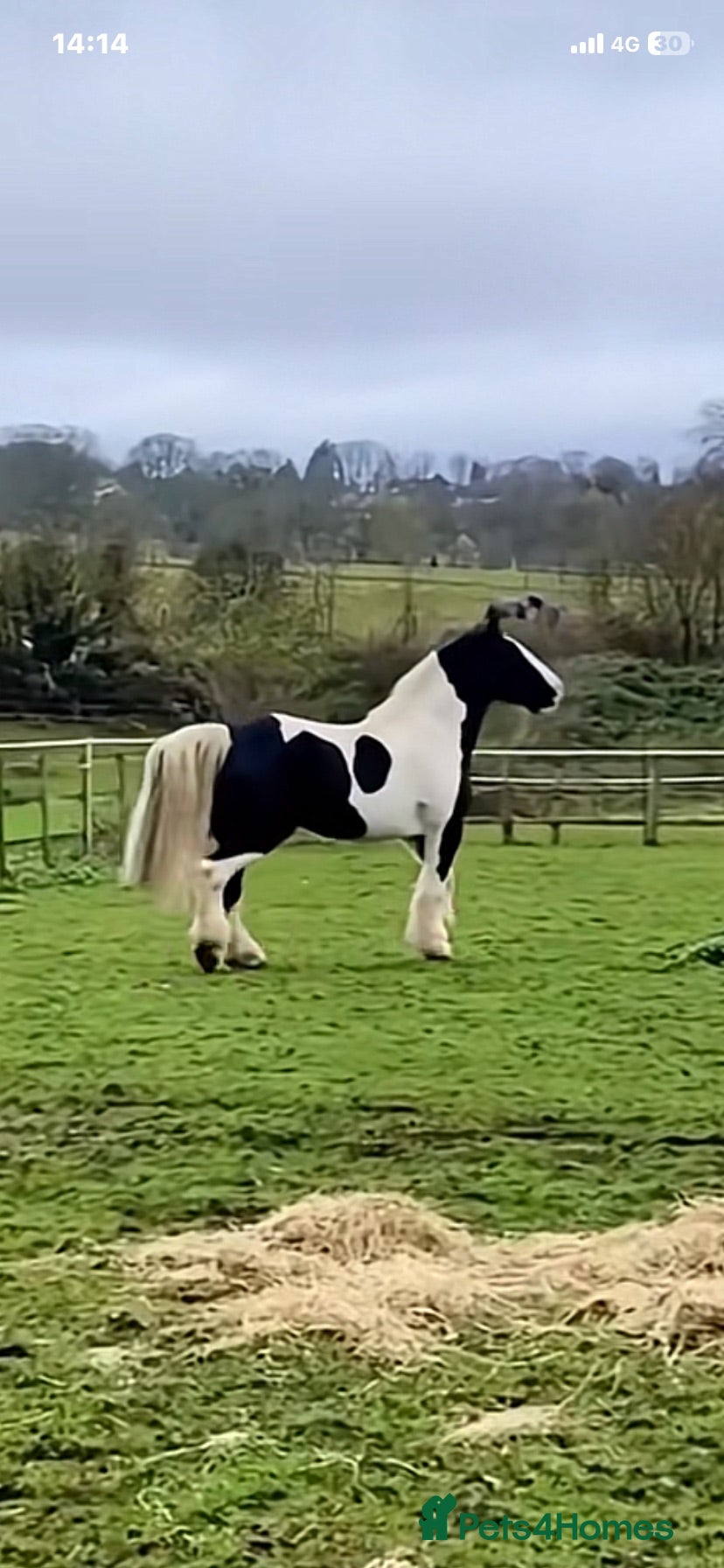 Irish Cob horses PETER  - Advert 3