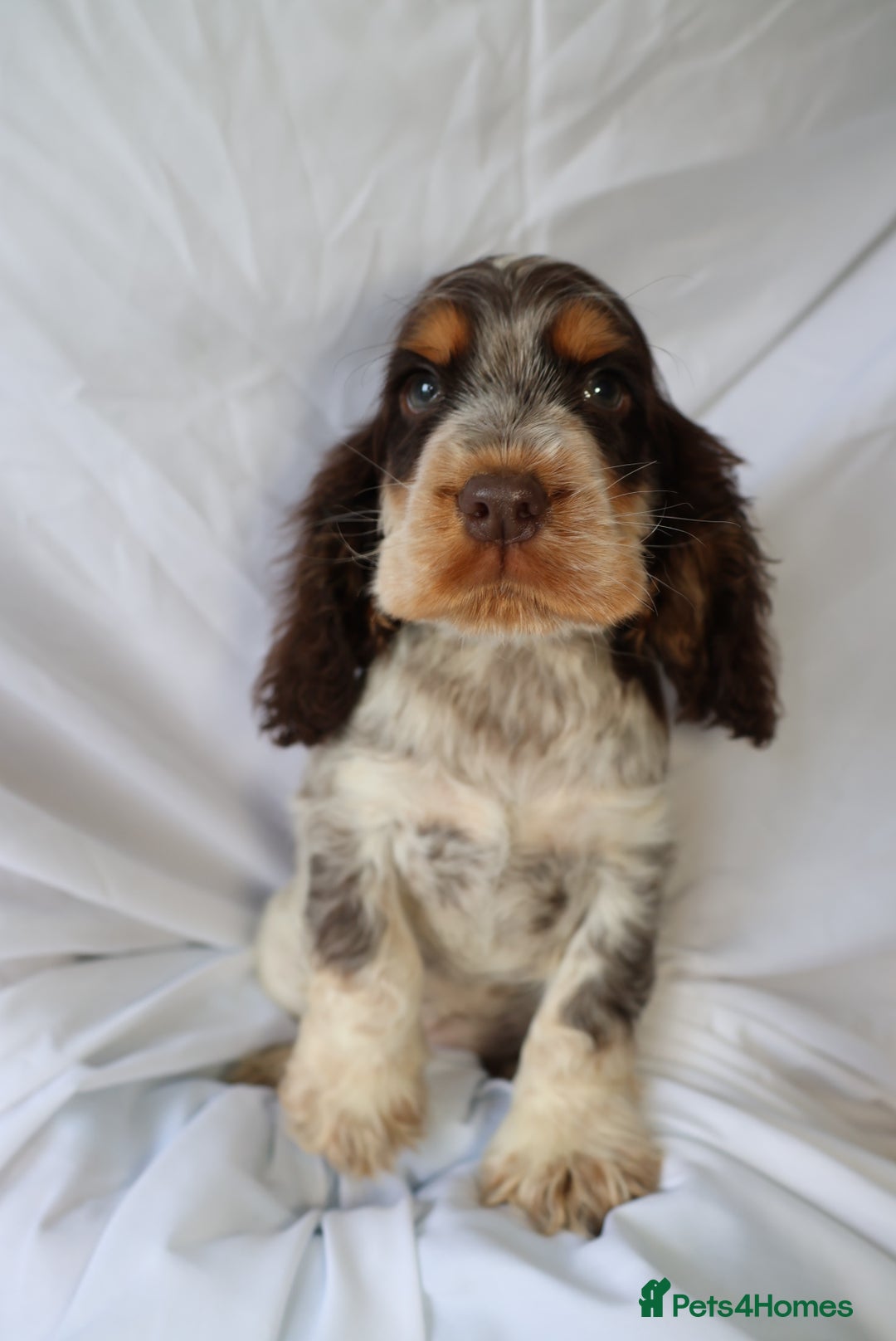 Cocker Spaniel dogs for sale: Championline Cocker Spaniel - Advert 8