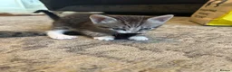 Mixed Breed cats for sale: Mixed breed girls kittens - Advert 10