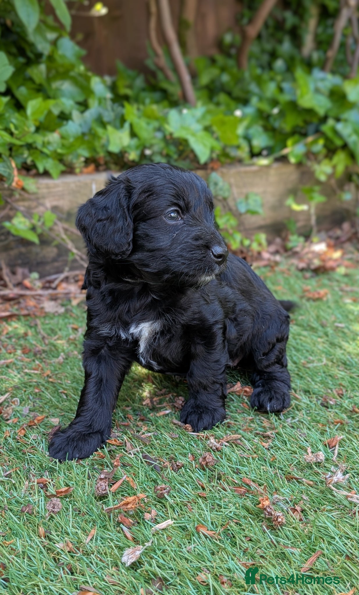 Cockapoo dogs Beautiful Black Cockapoo pups DNA screened ❤️😍  - Advert 6