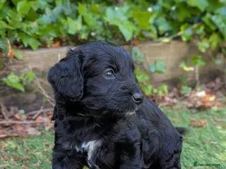 Cockapoo dogs Beautiful Black Cockapoo pups DNA screened ❤️😍 - Advert 6