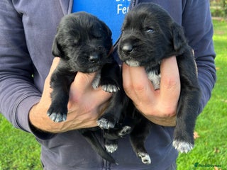 Mixed Breed dogs German ShepherdxGerman Wire-Haired Pointer puppies - Advert 4