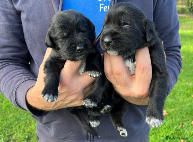 Mixed Breed dogs German ShepherdxGerman Wire-Haired Pointer puppies - Advert 4