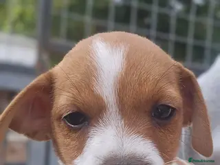 Mixed Breed dogs Last boy Border terrier X Jack Russell - Advert 5