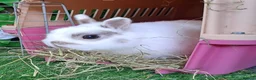 Continental Giant rabbits for sale: Super Stars  Stud Service -Beautiful PROVEN Bucks  - Advert 16