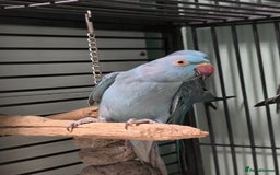 Ringnecks birds for sale: Beautiful Baby Ringnecks available now!!! - Image 5