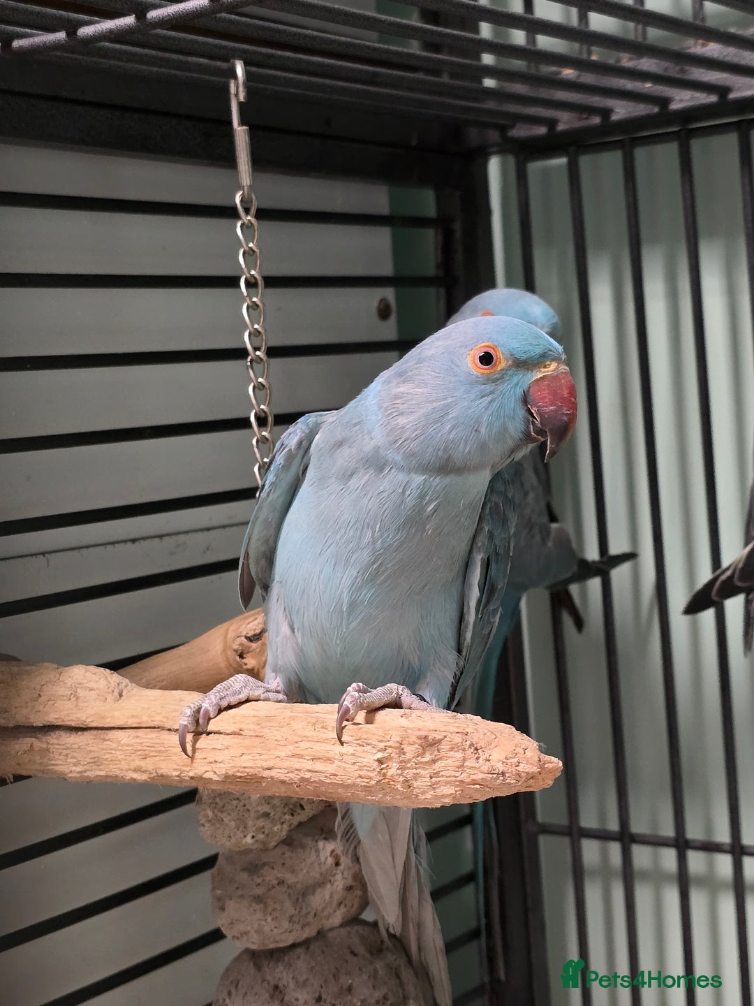 Ringnecks birds for sale: Beautiful Baby Ringnecks available now!!! - Image 5