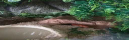 Corn Snake reptiles for sale: Cornsnake Ruby. Approximately 4years old. in Cradley Heath - Advert 2