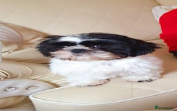 Shih Tzu dogs for sale: Mr bear  - Image 4