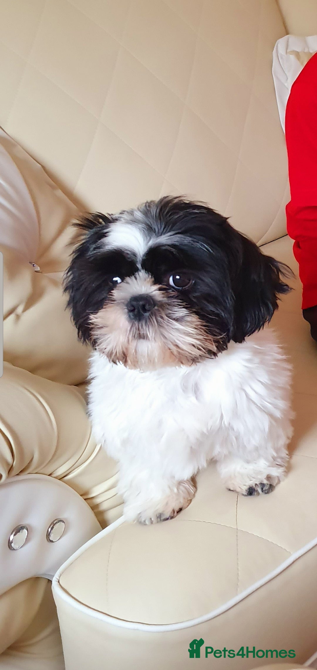 Shih Tzu dogs for sale: Mr bear  - Image 4