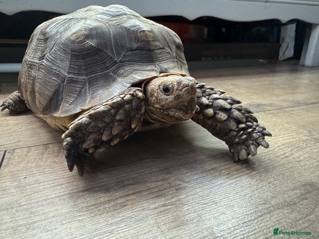 Tortoise reptiles for sale: Sulcata tortoise  - Advert 2